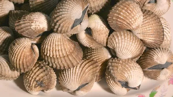 锂辉石砂锅可以熬中药吗