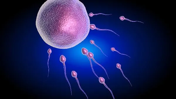 穿上沾有精子的内裤会怀孕吗
