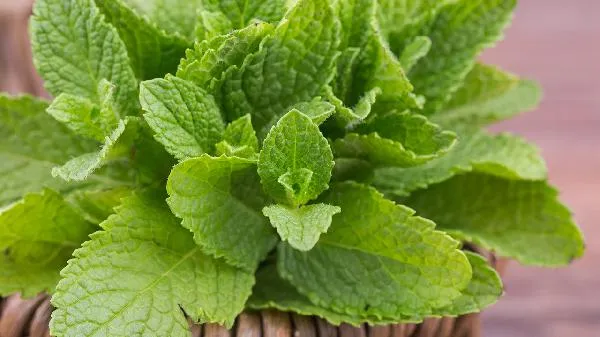 薄荷护垫用了辣辣的