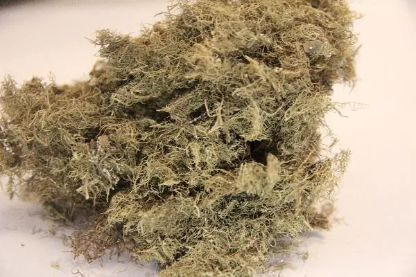什么中药材叫真粉