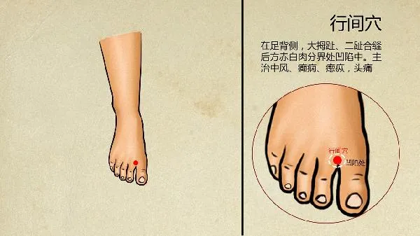 中医当中把肺脏比喻成什么