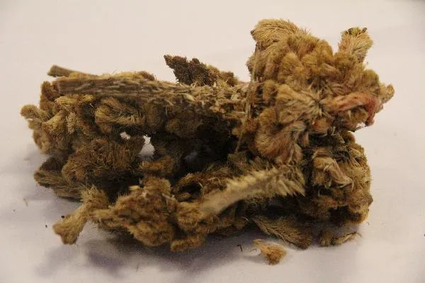 替代伟哥的中药方有哪些