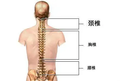 养成这2个生活习惯，帮你预防颈椎、腰椎病！