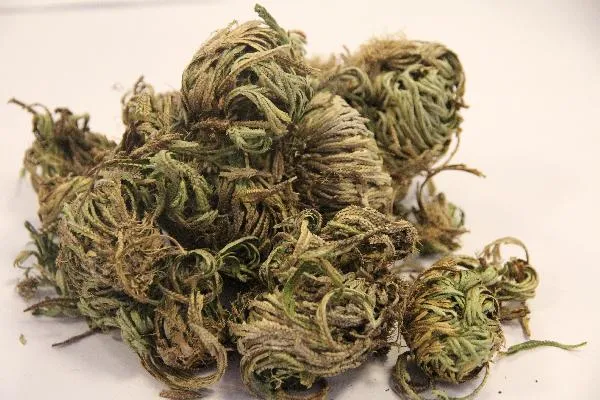 哪些中药吃了可以减肥