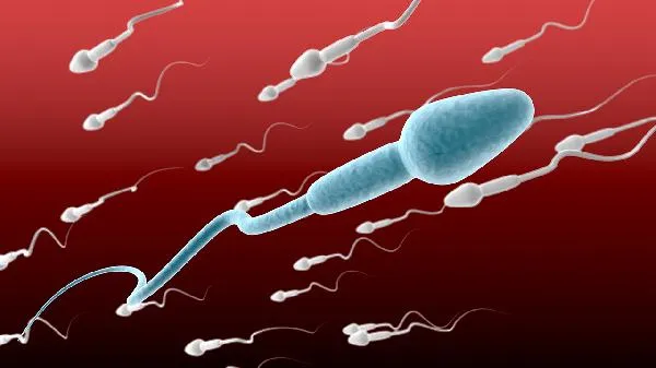 男人的精子怎么能让女性怀孕