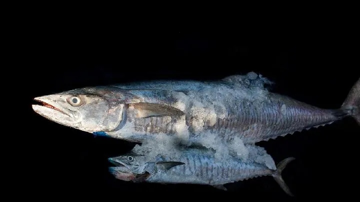 坐月子可以吃草鱼吗