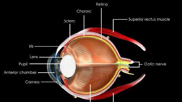 孩子视力0.6能恢复吗