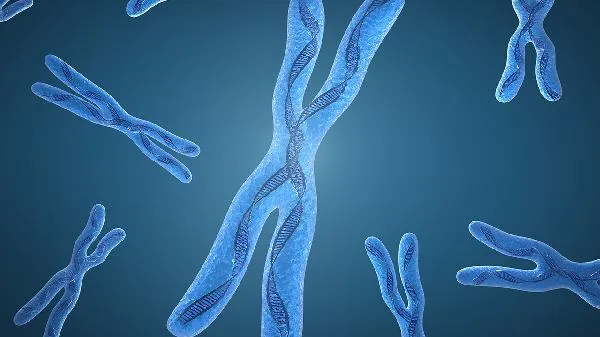 人体染色体是什么