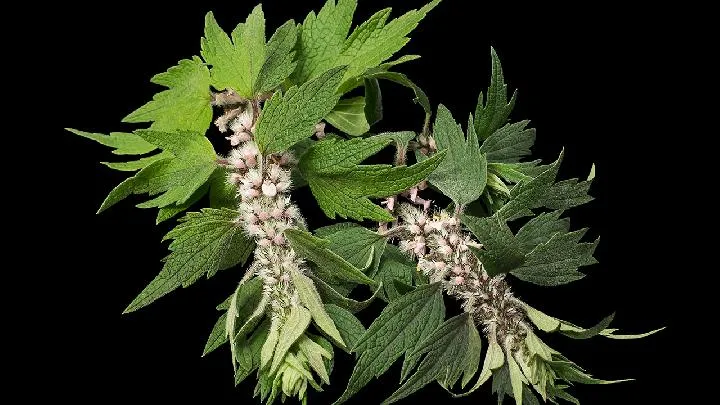 怀孕喝益母草对身体好吗