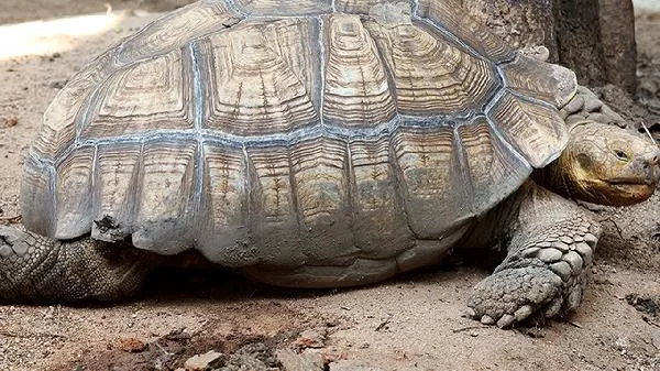 F能想象成什么动物