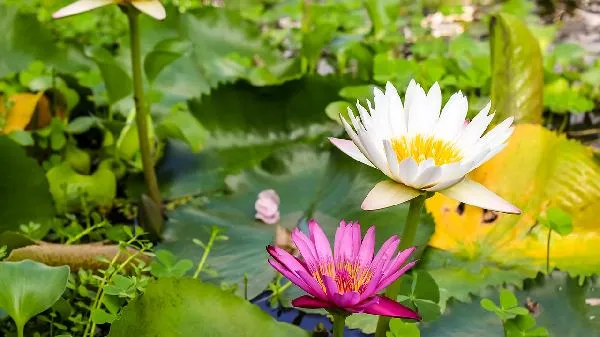 高段位白莲花女生特点