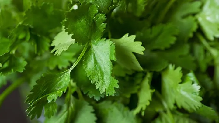 香菜煮水喝可以减肥吗 膳食纤维加快肠胃蠕动