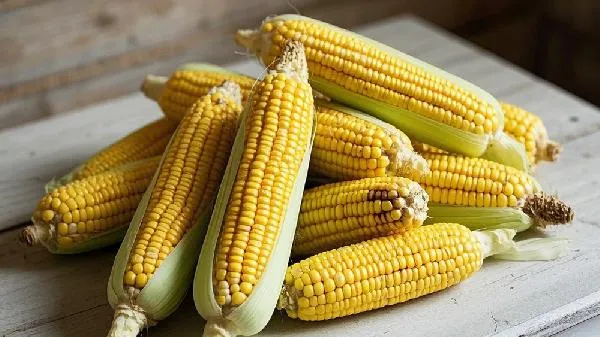 甜玉米和糯玉米哪个减肥效果好