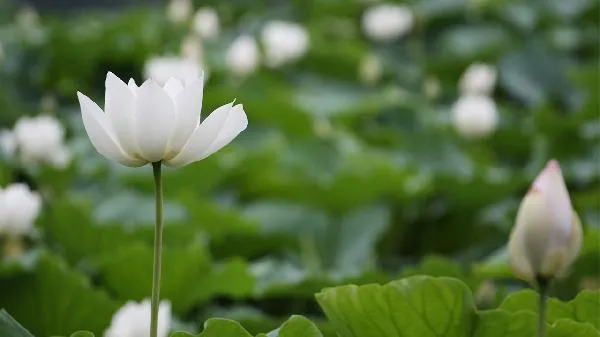 复合植物固体饮料可以减肥吗