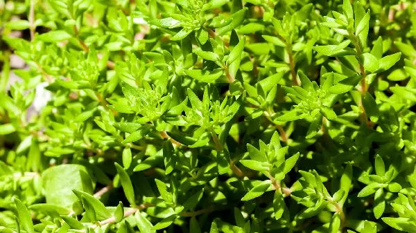 复合植物固体饮料可以减肥吗