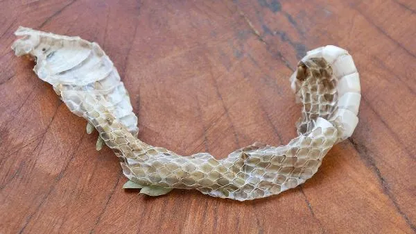 虚胖体质怎么才能快速的瘦下去中药小方