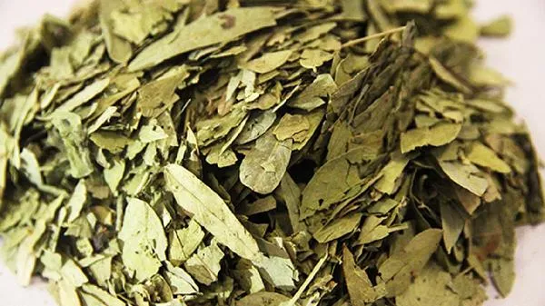 番泻叶可以用来减肥吗?