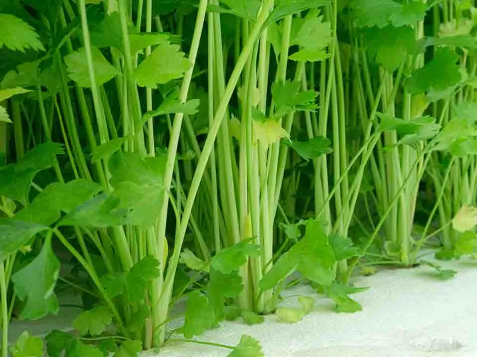秋季最适宜吃的瘦身蔬果餐