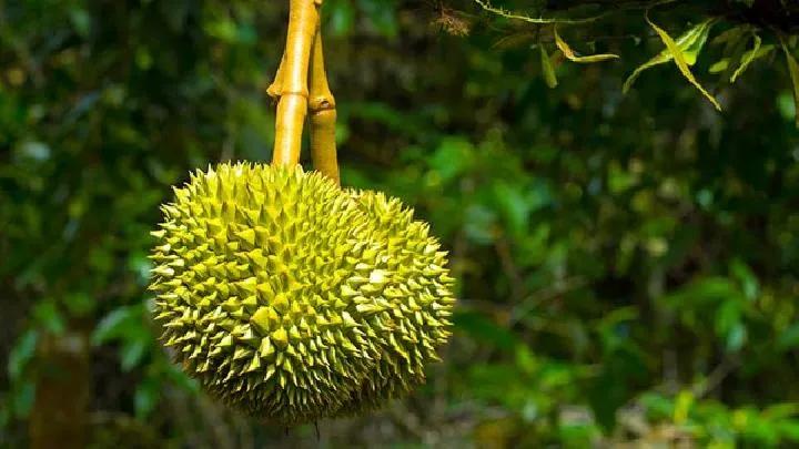 冬瓜荷叶能减肥吗？冬瓜荷叶茶减肥的原理是什么？