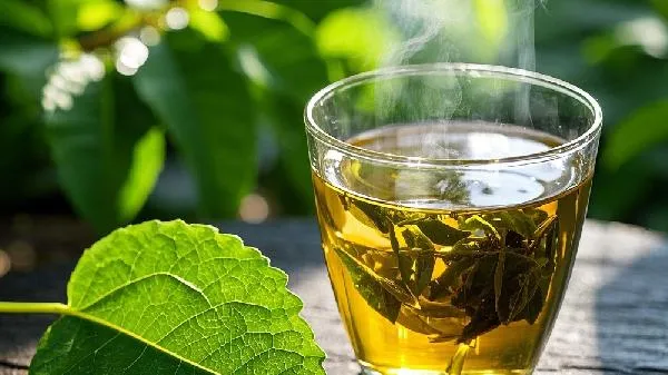 晚上喝茶能减肥吗