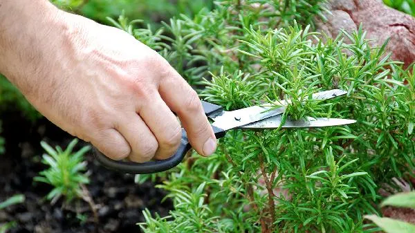 什么草药排油效果最好