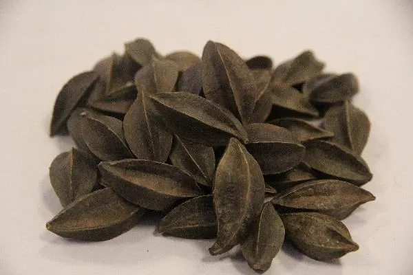 中药减肥排油真的管用吗