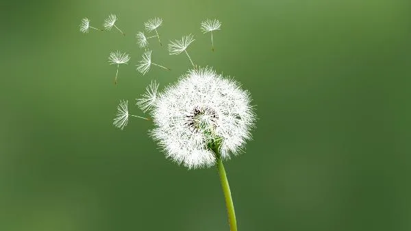 蒲公英对男人性功能有帮助吗