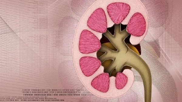 皮下脂肪和内脏脂肪哪个先减