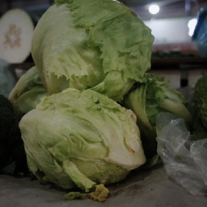 生菜煮熟吃减肥还是生吃减肥
