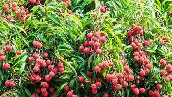 吃荔枝无辜酒驾 4食物吃后致酒驾