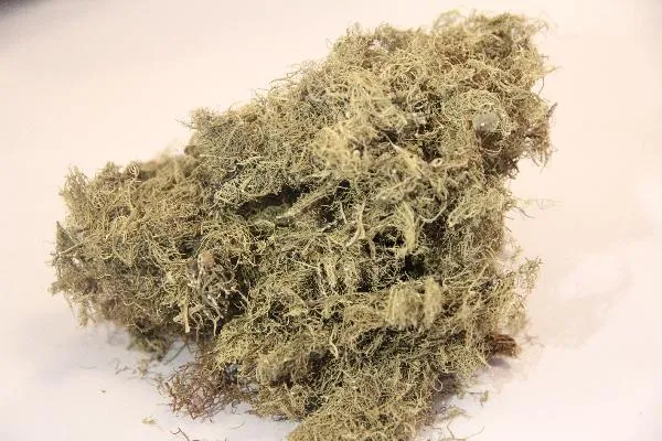 中药减肥配方 一周瘦