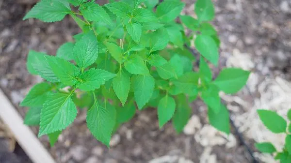 怎么调理脾胃可以长胖