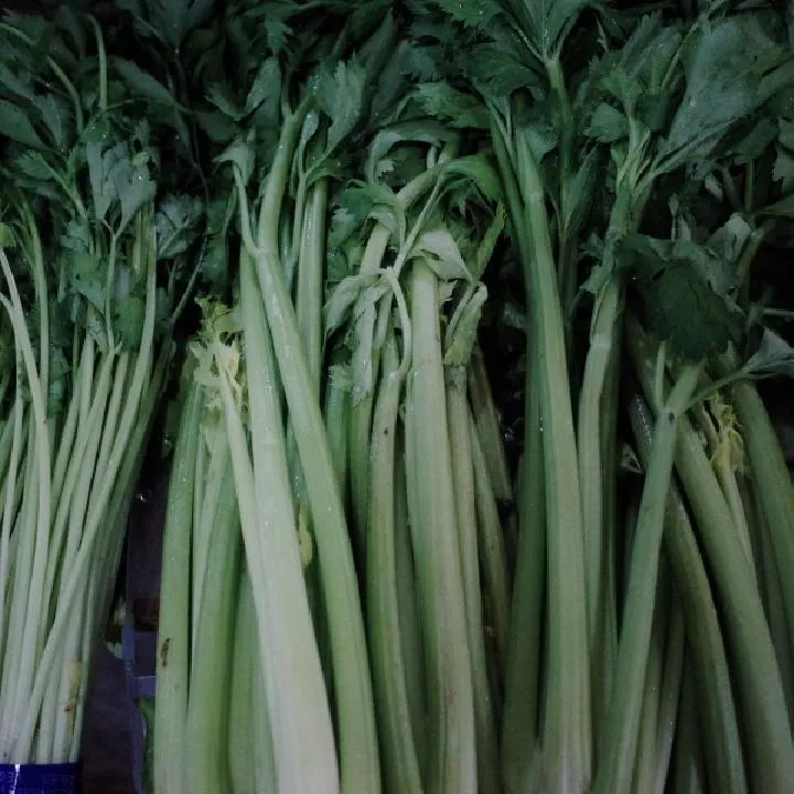 西芹汁减肥 芹菜汁生喝还是熟喝