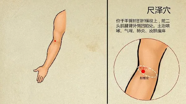 中医消脂减肥配方汤