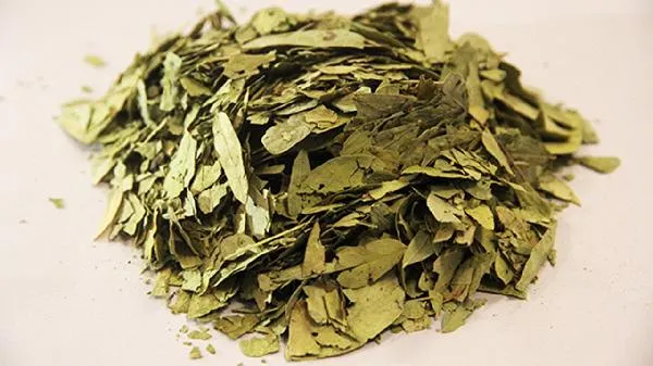 番泻叶压缩片可以减肥吗