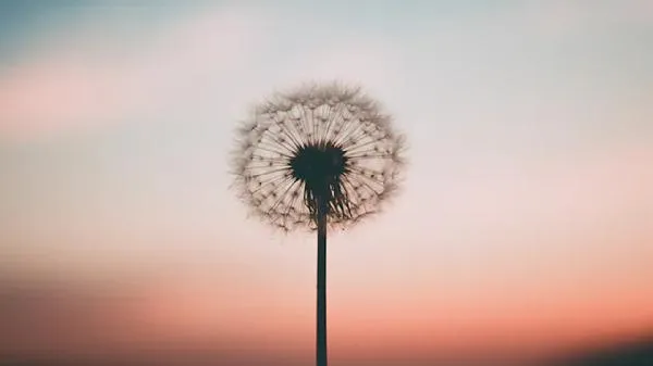 蒲公英的作用和吃法 新鲜的蒲公英可以直接泡水喝吗