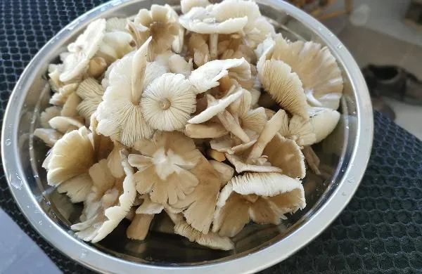 鲜蘑菇怎么看是否变质