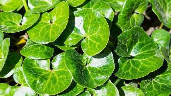 花豆是什么植物的种子