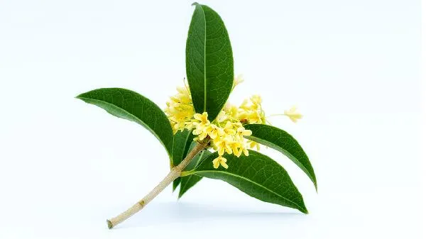 氢化植物油是什么