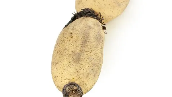 花豆是什么植物的种子