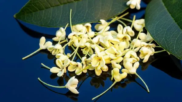 桂花酒酿奶茶喝完3小时
