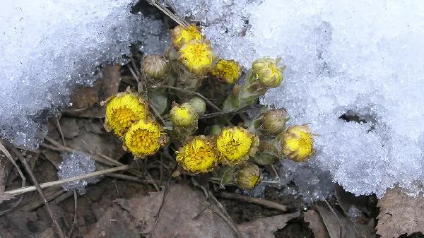 野菊花枕头最忌三种东西是什么