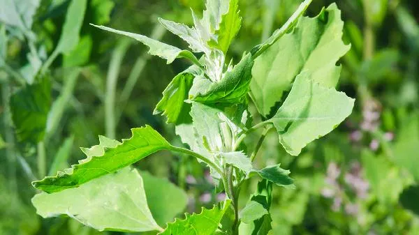 茵陈怎么泡水喝 茵陈泡水喝的功效