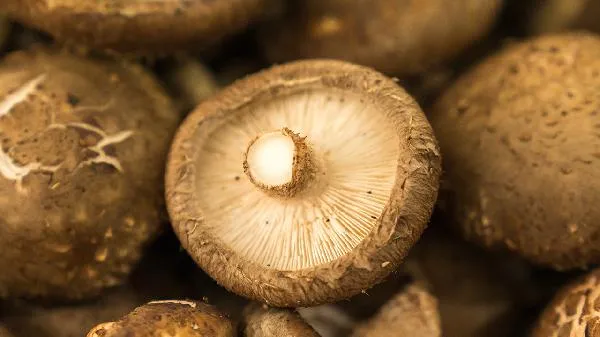 新鲜的香菇如何清洗
