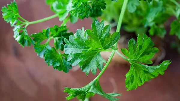 蔬菜中农残去除的常用方法