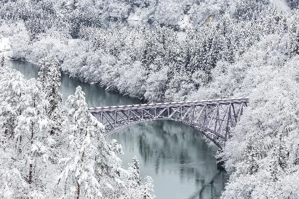 雪菊哪里产的最好