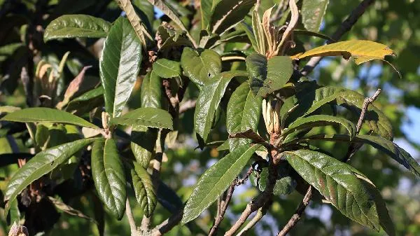 枇杷花和枇杷叶哪个好 枇杷叶煮水止咳用老叶还是嫩叶