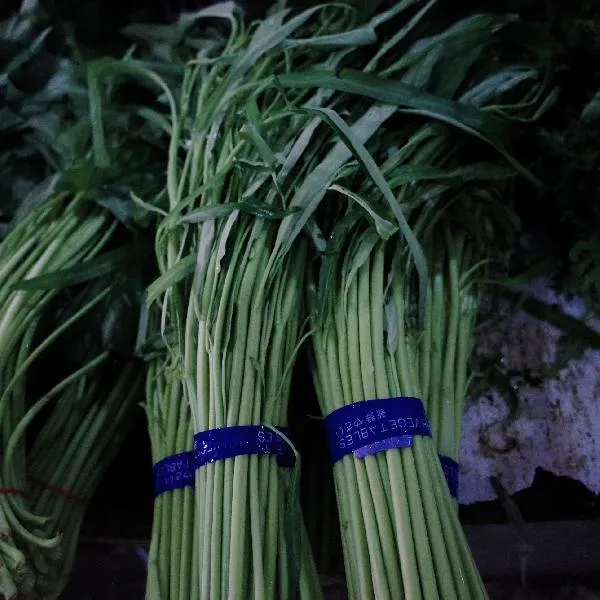 油冬菜的种植方法和时间