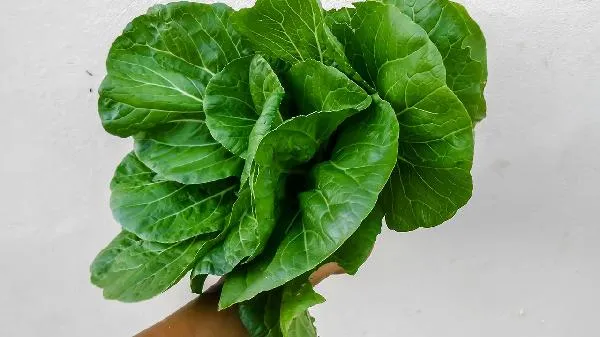 油菜需要焯水吗 油菜需要焯水几分钟