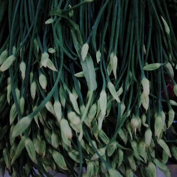 油冬菜的种植方法和时间